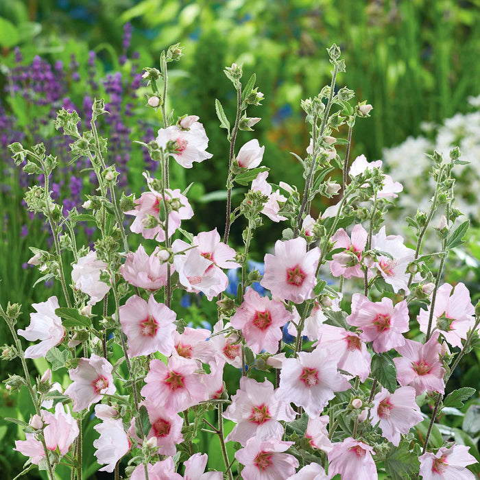 Lavatera Clementii 'Barnsley Baby'