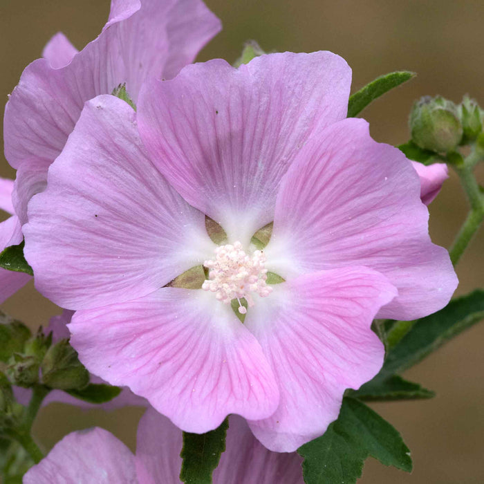Lavatera 'Marshmallow Strawberry Cream'