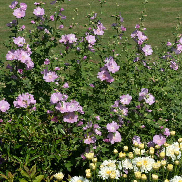Lavatera 'Marshmallow Strawberry Cream'
