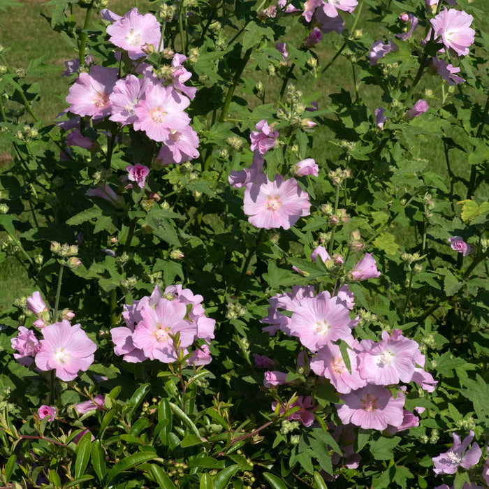 Lavatera 'Marshmallow Strawberry Cream'
