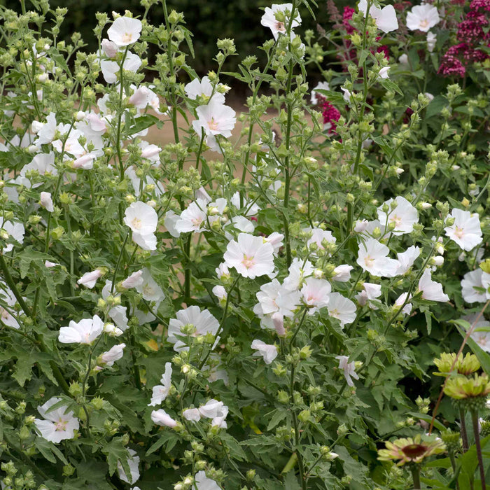 Lavatera 'Marshmallow White Ice'
