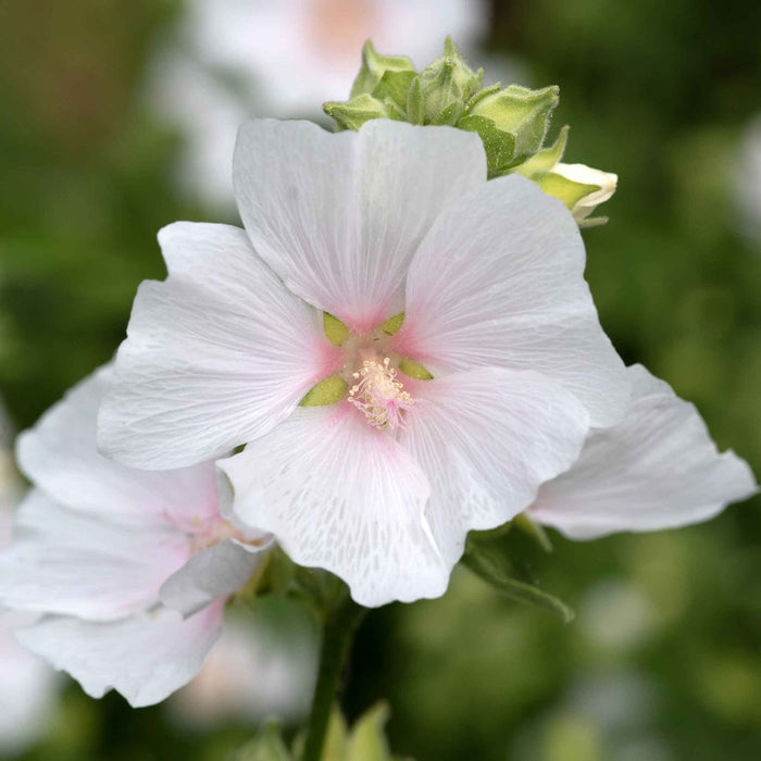 Lavatera 'Marshmallow White Ice'