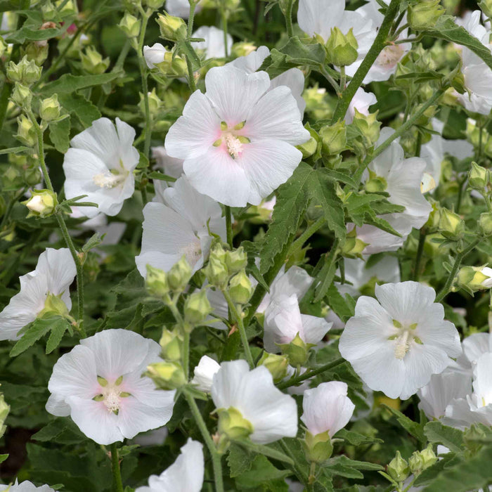 Lavatera 'Marshmallow White Ice'