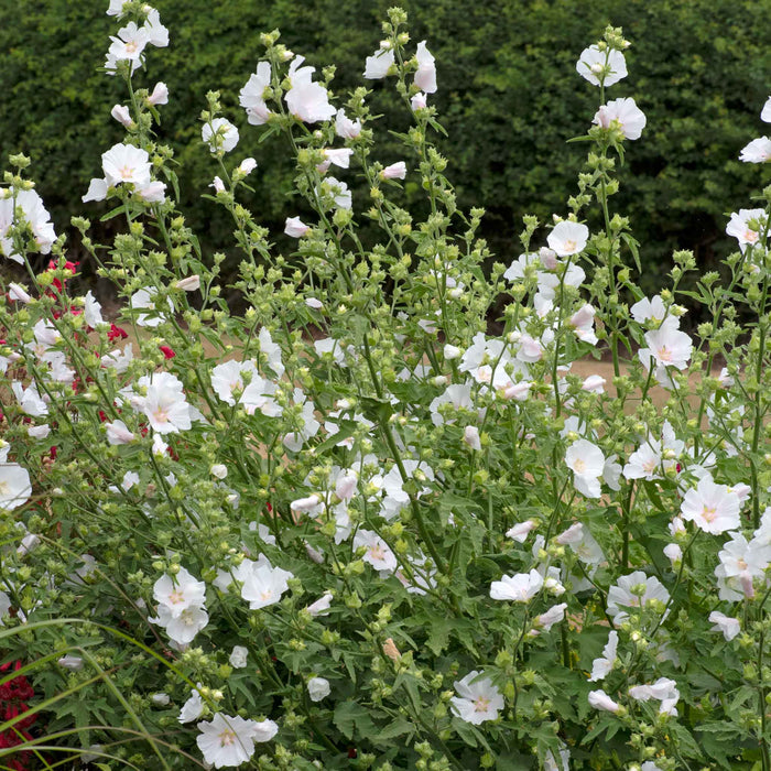 Lavatera 'Marshmallow White Ice'