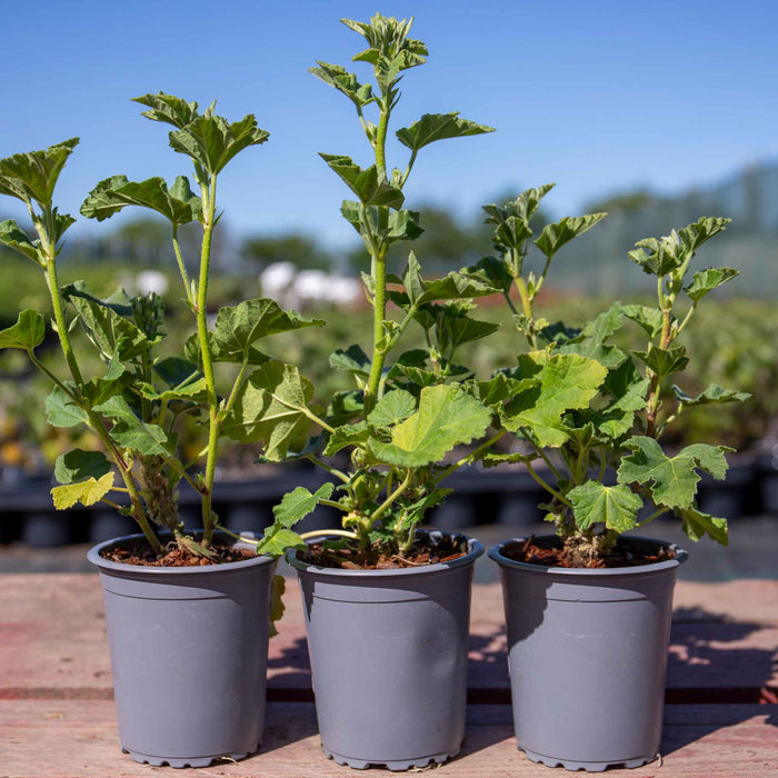Lavatera 'Marshmallow White Ice'