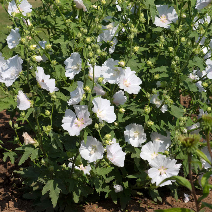 Lavatera 'Marshmallow White Ice'