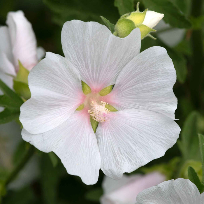 Lavatera 'Marshmallow White Ice'