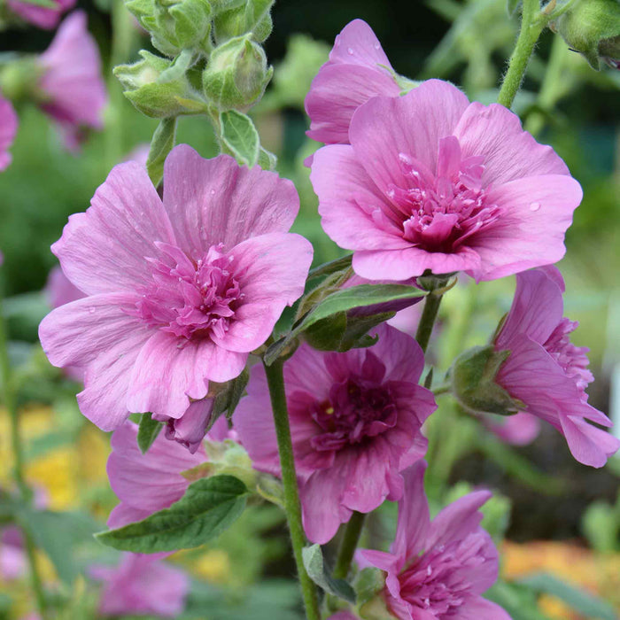 Lavatera 'Princess Pink'