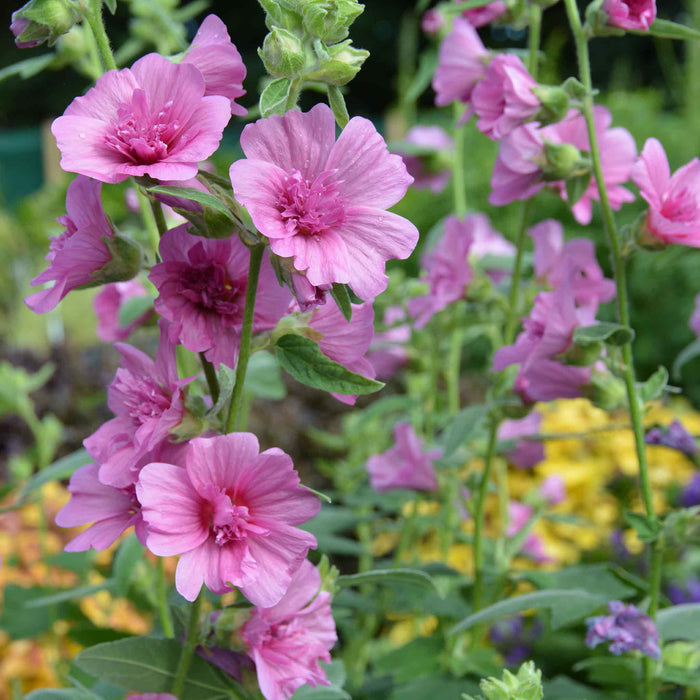 Lavatera 'Princess Pink'