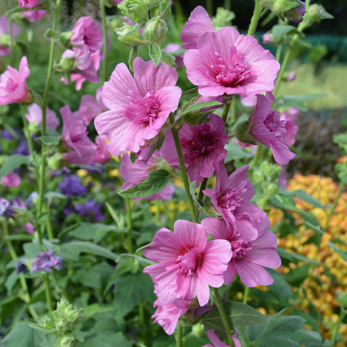 Lavatera 'Princess Pink'
