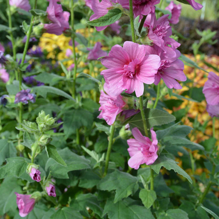 Lavatera 'Princess Pink'