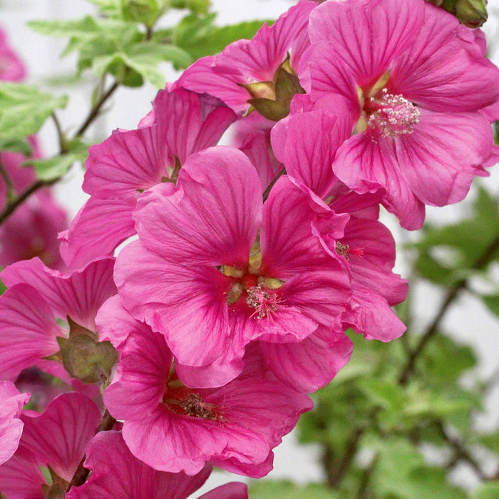 Lavatera 'Red Rum'