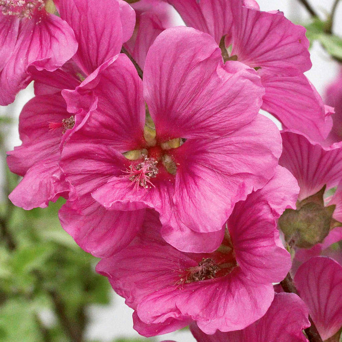 Lavatera 'Red Rum'