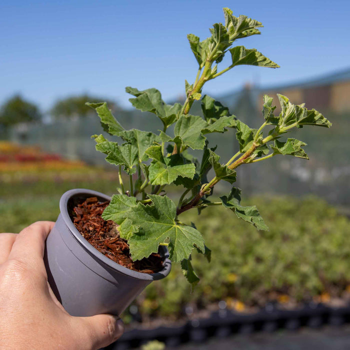 Lavatera 'Red Rum'
