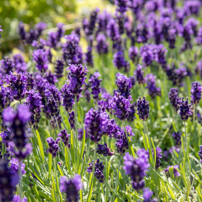 Lavender 'BeeZee Dark Blue'