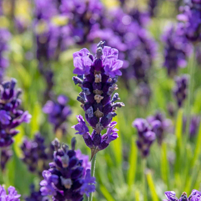 Lavender 'BeeZee Dark Blue'