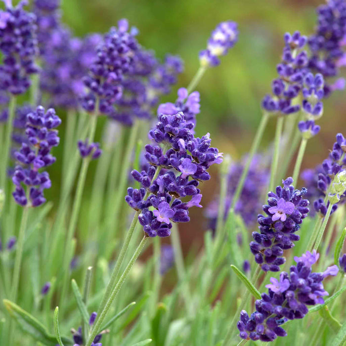 Lavender 'BeeZee Dark Blue'