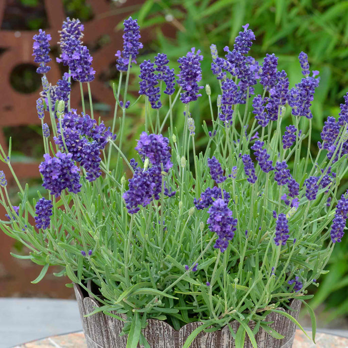 Lavender 'BeeZee Dark Blue'