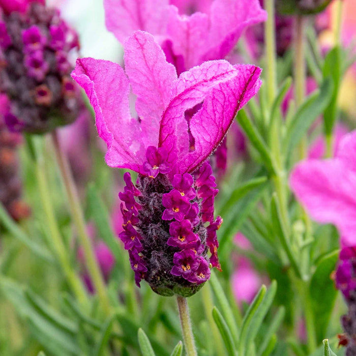 Lavender 'Butterfly Garden Pink Summer'
