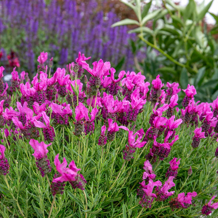 Lavender 'Butterfly Garden Pink Summer'