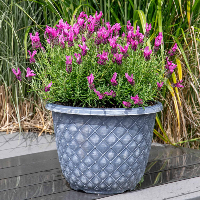 Lavender 'Butterfly Garden Pink Summer'
