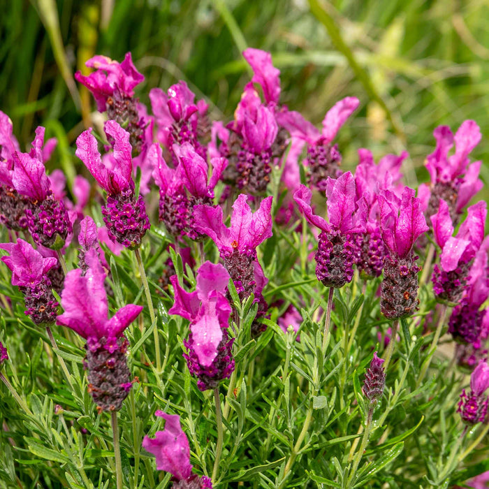Lavender 'Butterfly Garden Pink Summer'