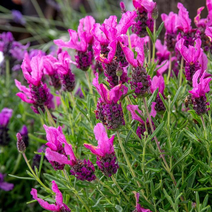 Lavender 'Butterfly Garden Pink Summer'