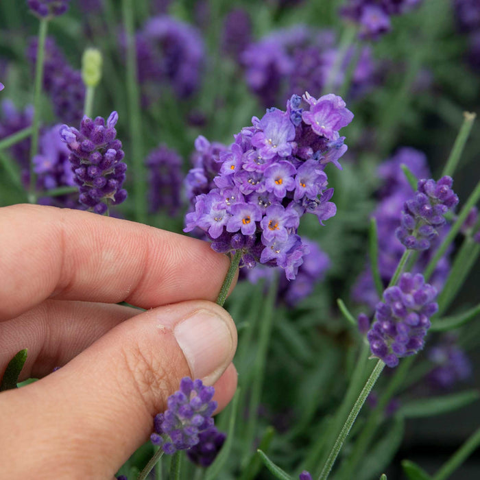 Hand holding a stem of purple lavender covered in flowers with a blurred background.