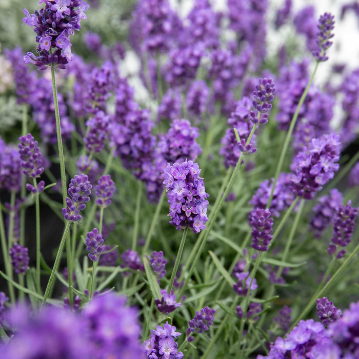Close-up of purple lavender flowers growing with a blurred background.