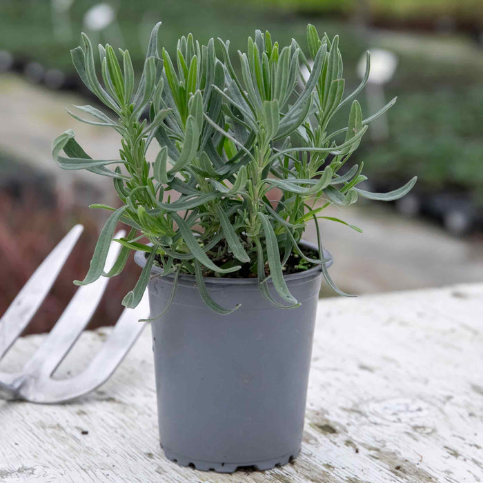 Lavender 'Hidcote Blue'