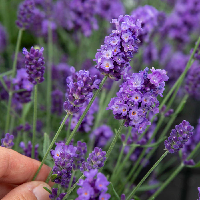 Hand holding a bundle of purple Lavender 'Hidcote' flowers.