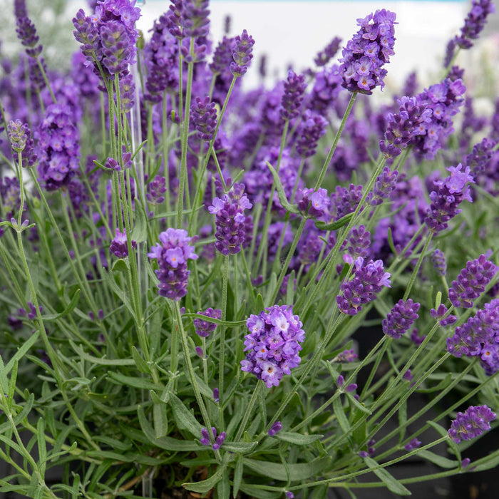Close-up of compact purple lavender flowers with green leaves and stems in a garden setting.