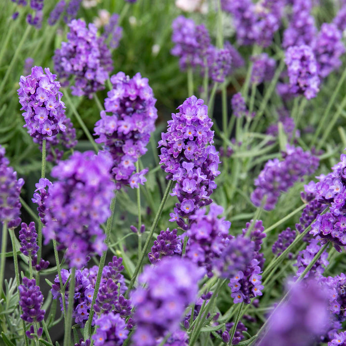 Close-up of purple Lavender 'Hidcote' flowers with green stems.