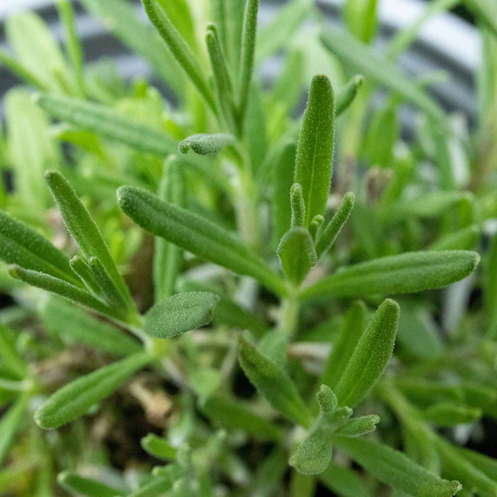 Lavender Plant 'Hidcote' - 1 x 1 Litre Potted Plant
