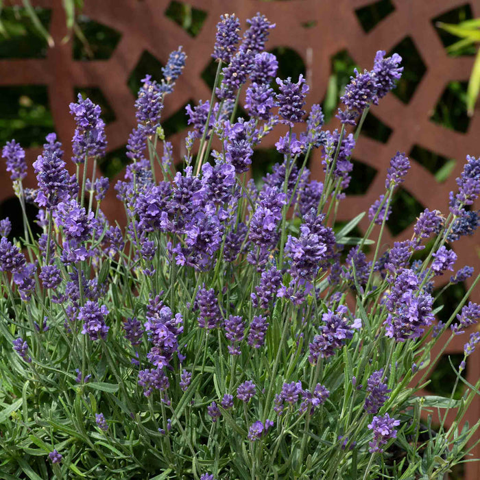 Lavender 'Munstead Strain'