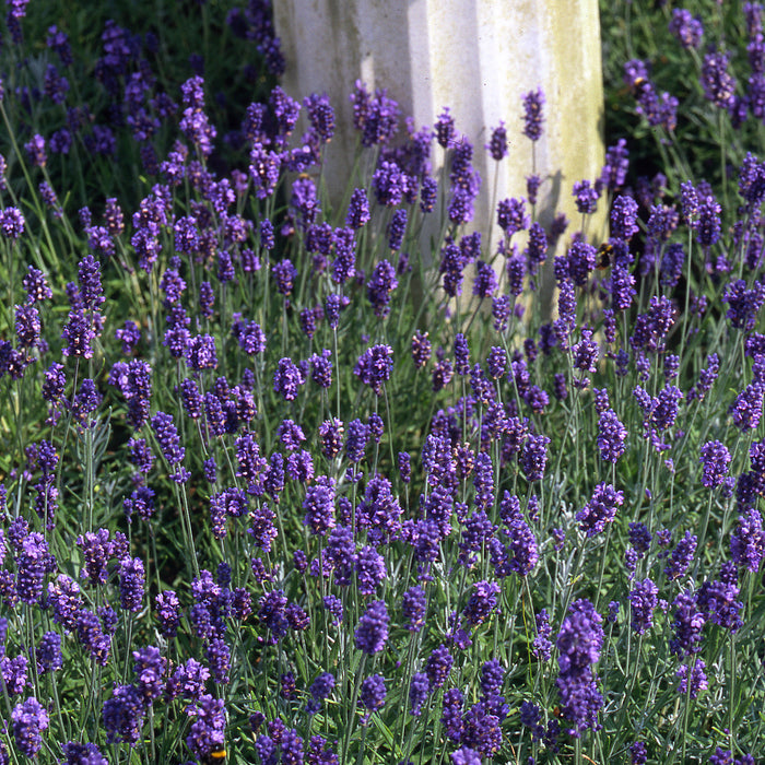 Lavender 'Munstead Strain'