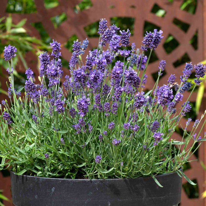 Lavender 'Munstead Strain'