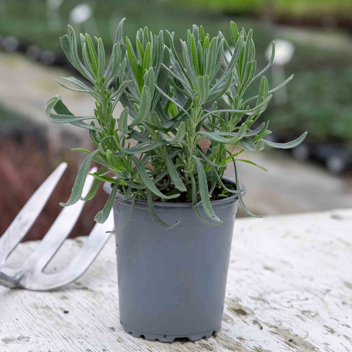 Lavender 'Munstead Strain'