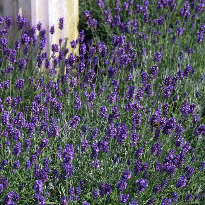 Lavender 'Munstead Strain'