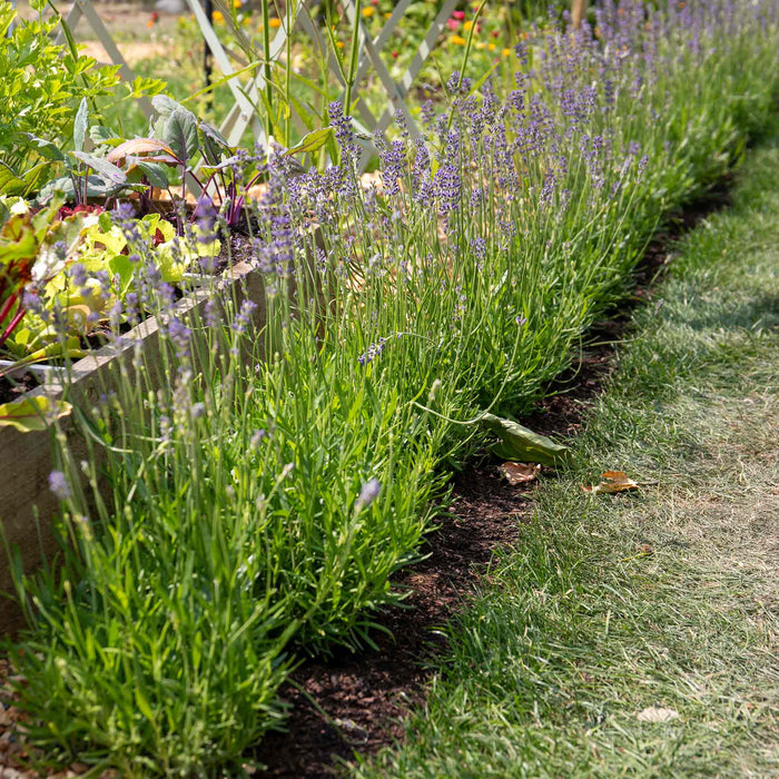 Lavender 'Munstead'