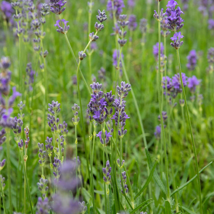 Lavender 'Munstead'