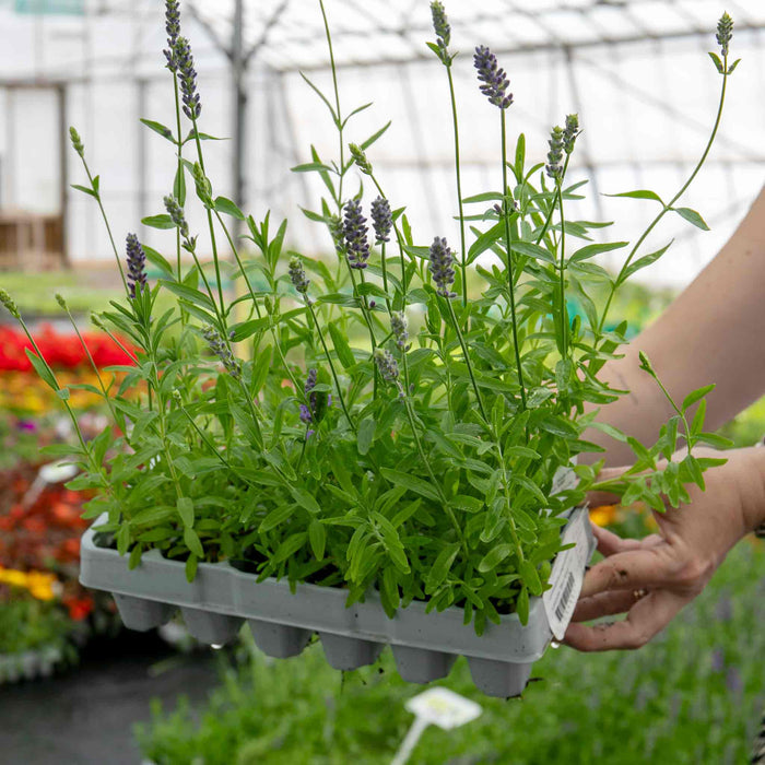 Lavender Plant 'Angustifolia Blue Spear'