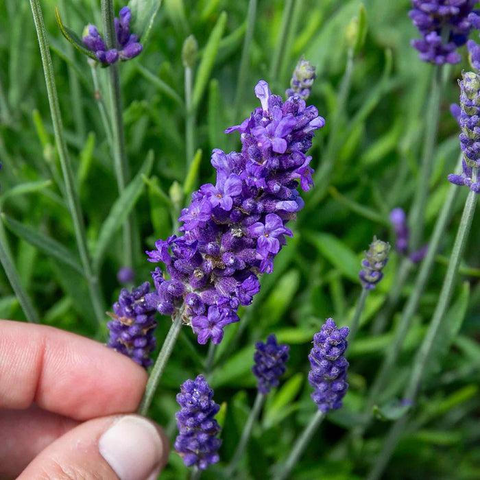 Lavender Plant 'Angustifolia Blue Spear'