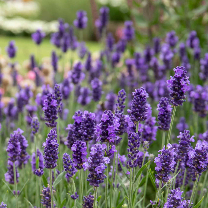 Lavender Plant 'Angustifolia Blue Spear'