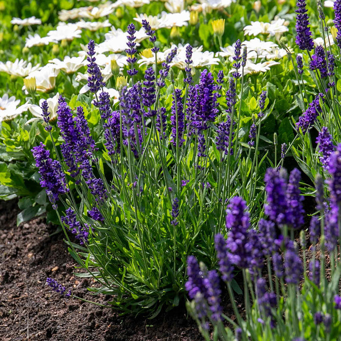 Lavender Plant 'Angustifolia Blue Spear'