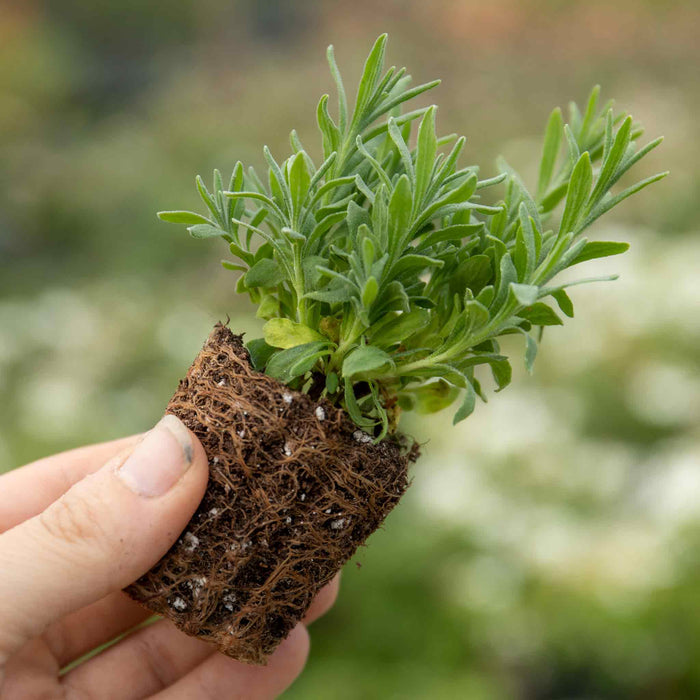 Lavender Plant 'Angustifolia Blue Spear'