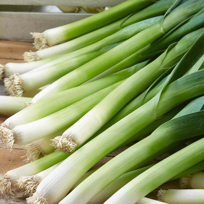 A bunch of fresh leeks with green leaves and white stems, laid out on a wooden surface.