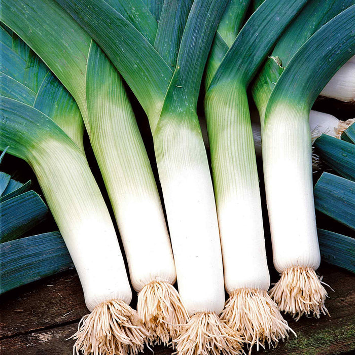 Leek 'Krypton'