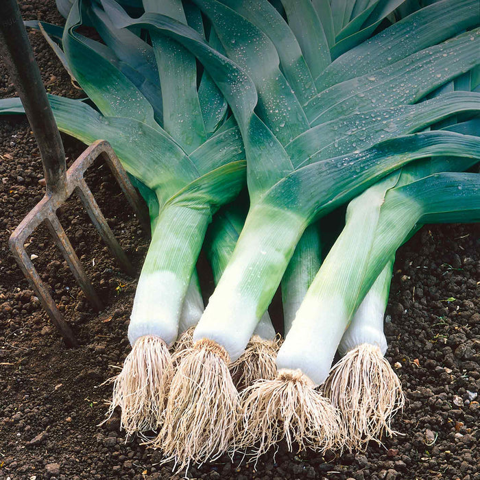 Leek 'Musselburgh'