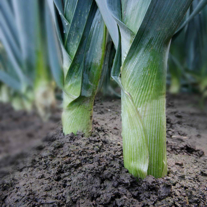 Row of strong green leek plants growing in soil.